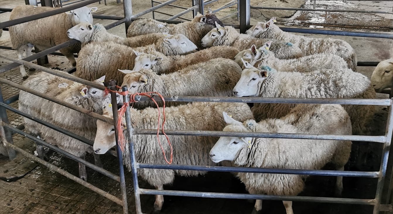 Baltinglass Livestock Mart, Wicklow sheep sale,