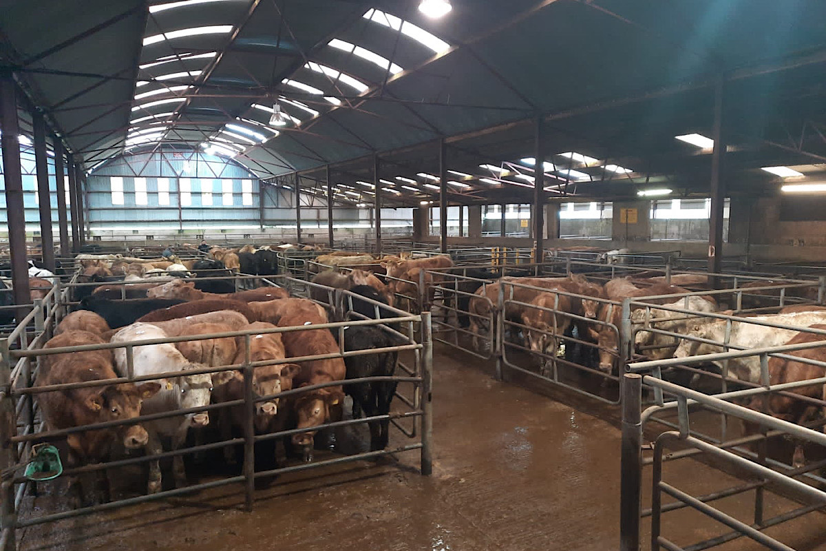 Granard Mart, cattle sale, cattle mart, farming news, cattle prices