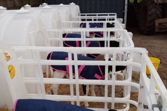 Dairy farming, calf rearing