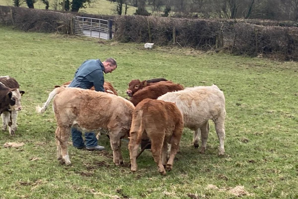 Martin Donaghey, sucklers, Limousin cattle, Charolais cattle