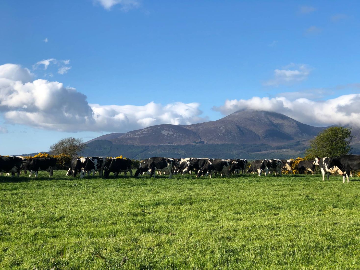 dairy farming, dairy farmers, grassland management,