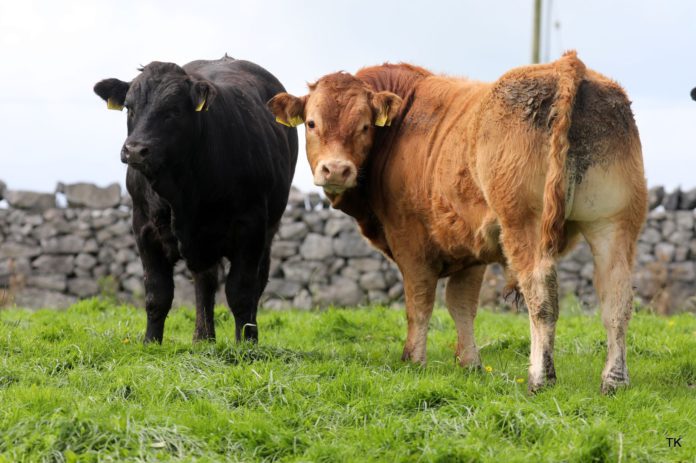 Limousin cattle, Irish Limousin Cattle Society, suckler farming, suckler farmer