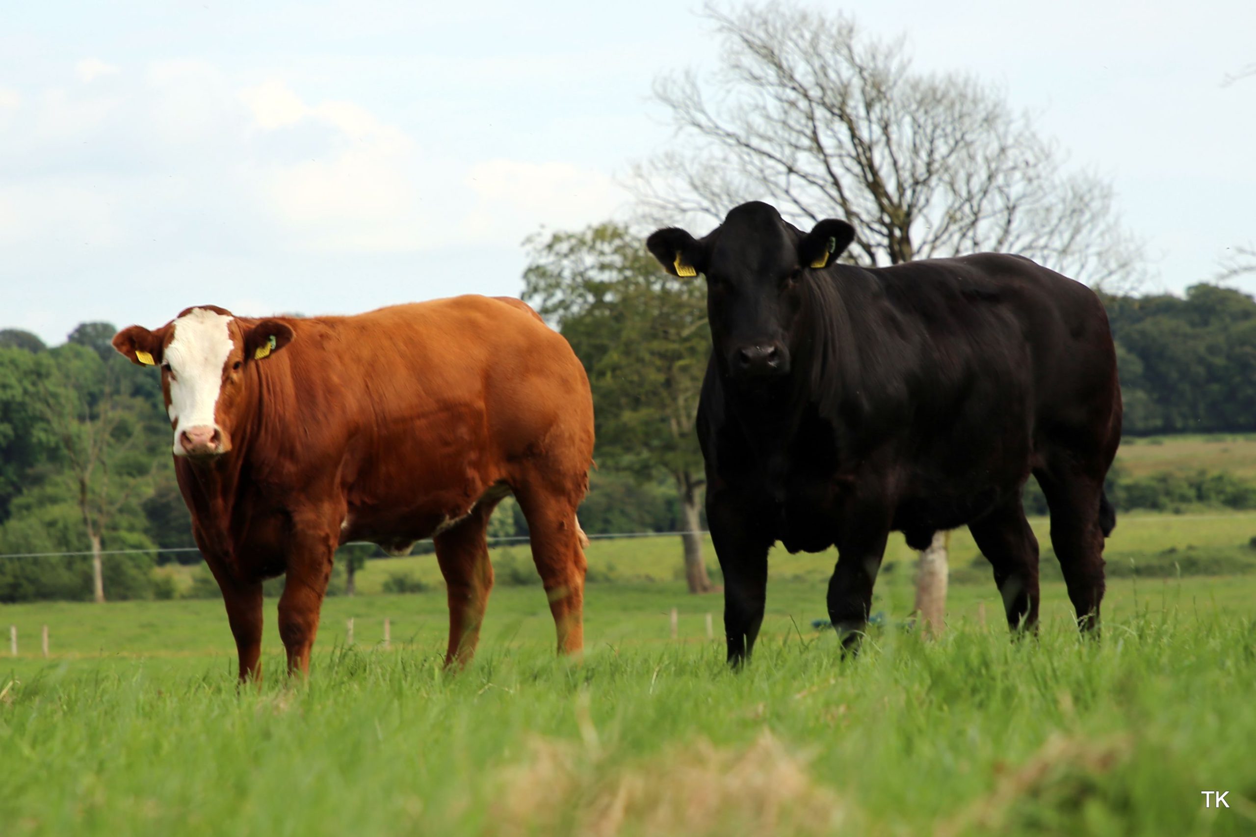 Limousin cattle, breeding heifers, farming news Ireland, suckler farming, Limousin crosses, LMX