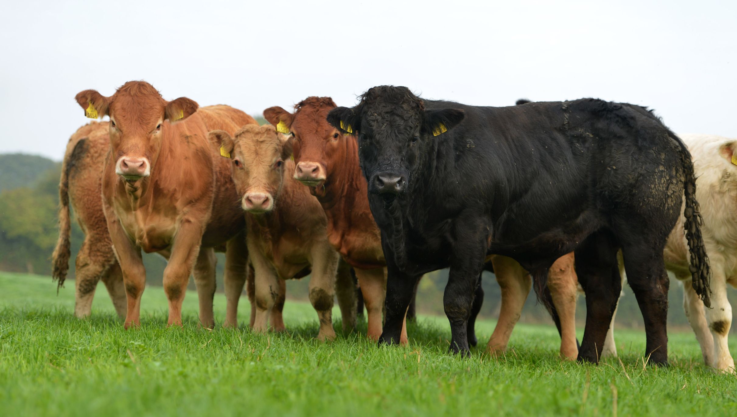 Limousin cattle, Limousin cows,