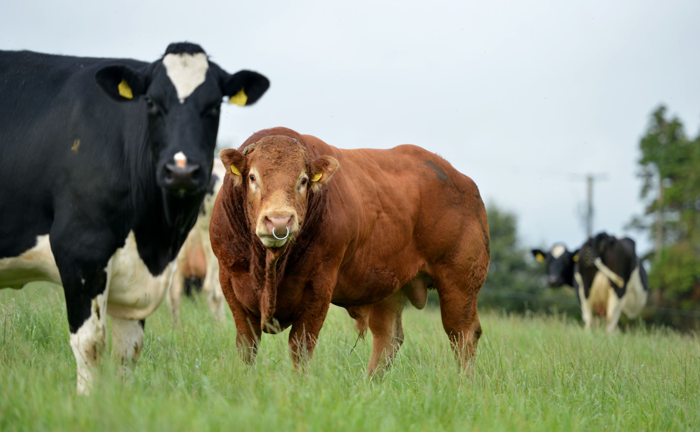 Limousin cattle, Limousin calves
