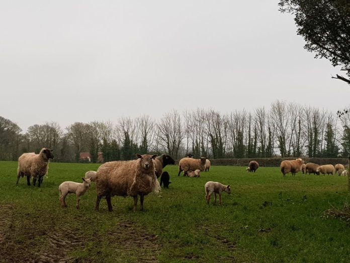 Sheep, sheep farming, sheep farmer