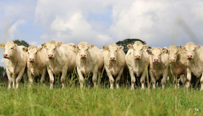 Charolais Cattle, pedigree sales, Elphin Mart, suckler farming