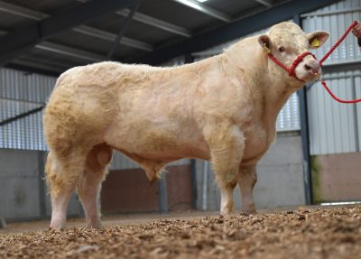 Image credit: Irish Charolais Cattle Society, Charolais cattle, charolais bull,
