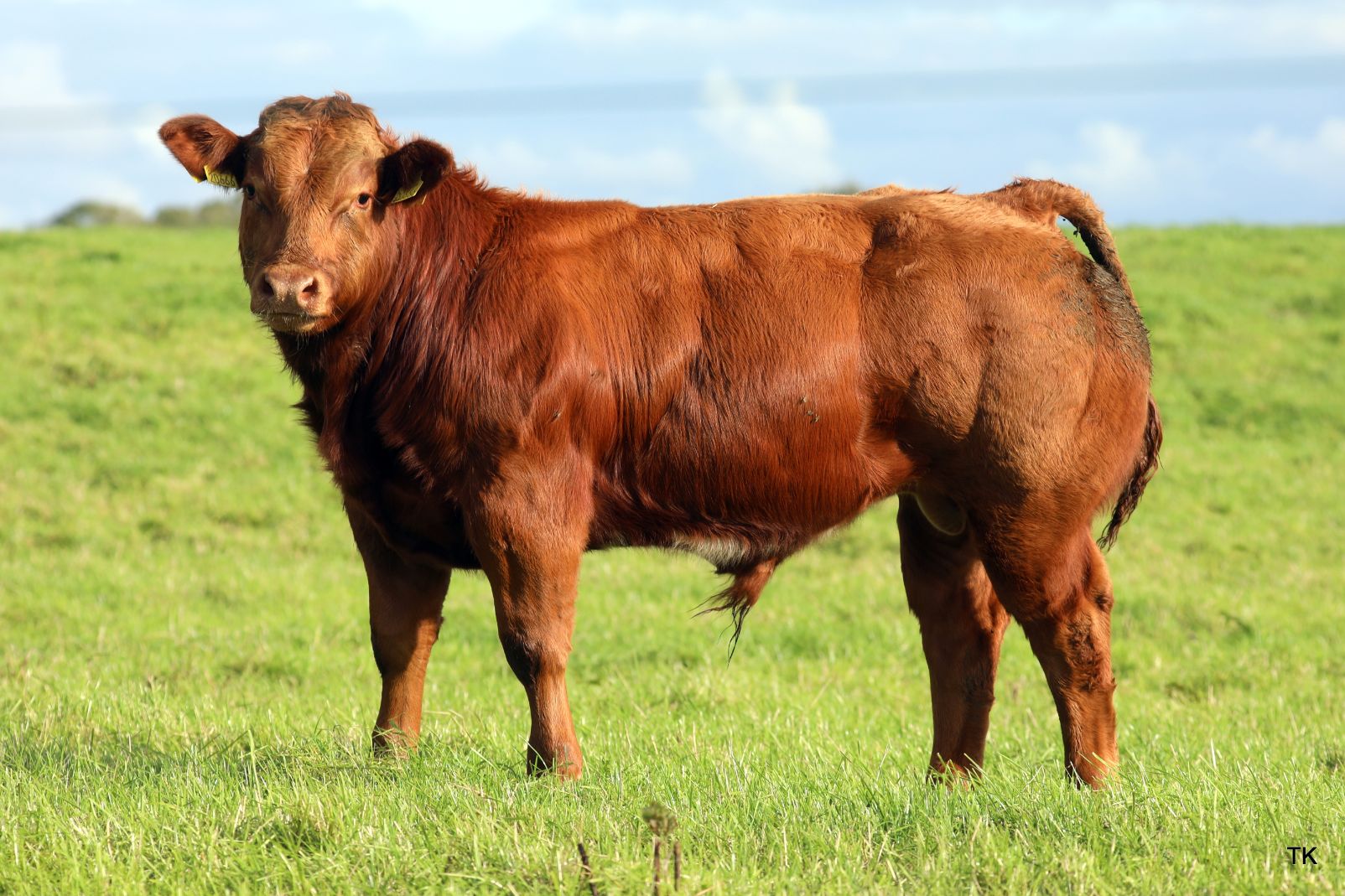 Limousin cattle, Limousin cows