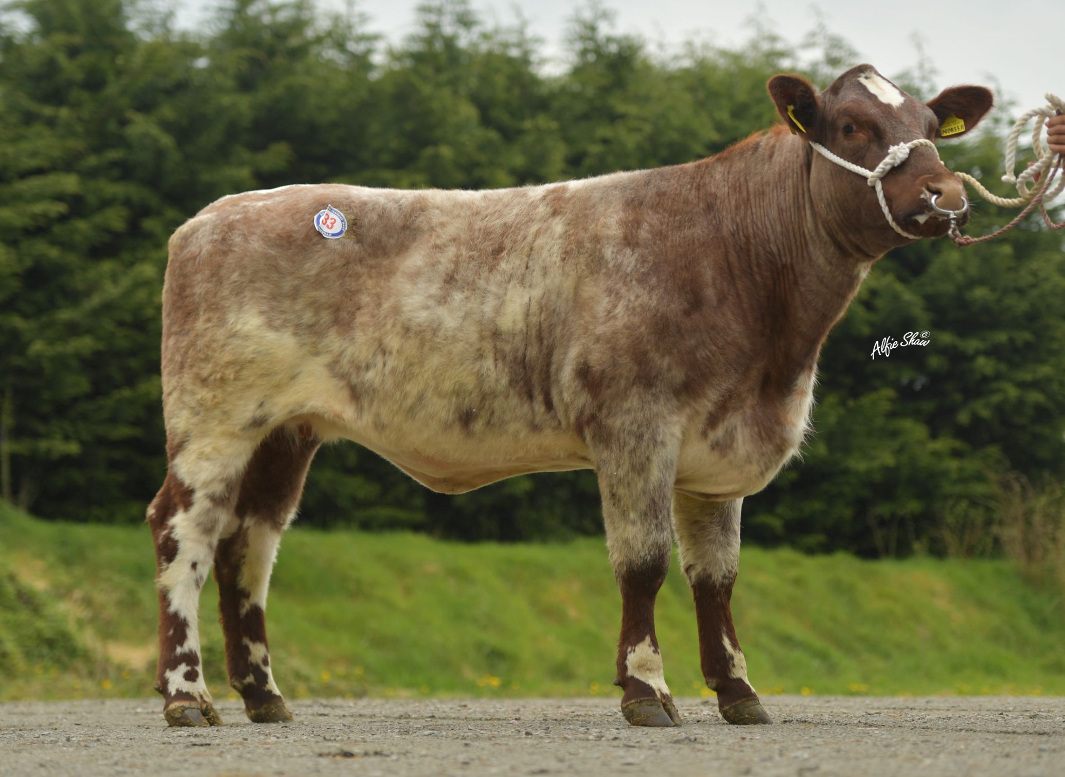Alfie Shaw, Beef Shorthorn, cattle prices, Shorthorn cattle, heifer prices, mart report,