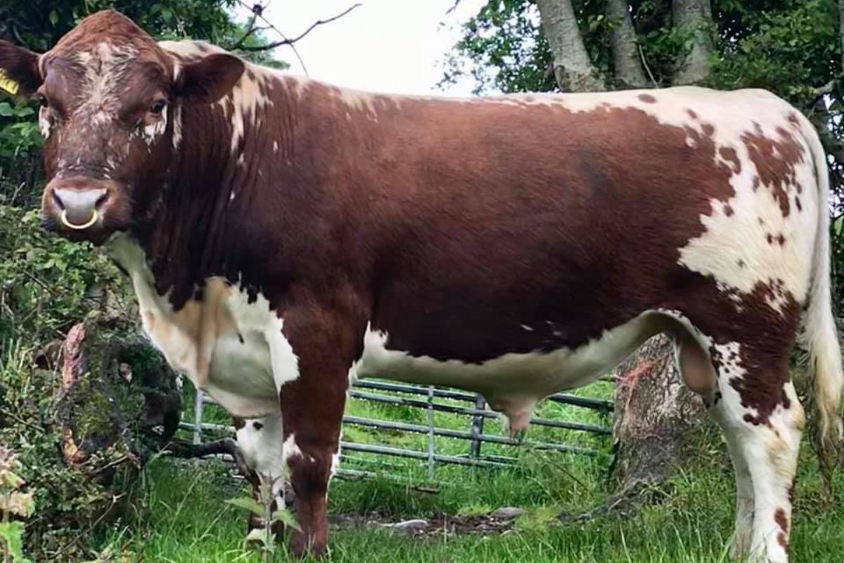 Irish Moiled cattle, suckler farming, stockbull,
