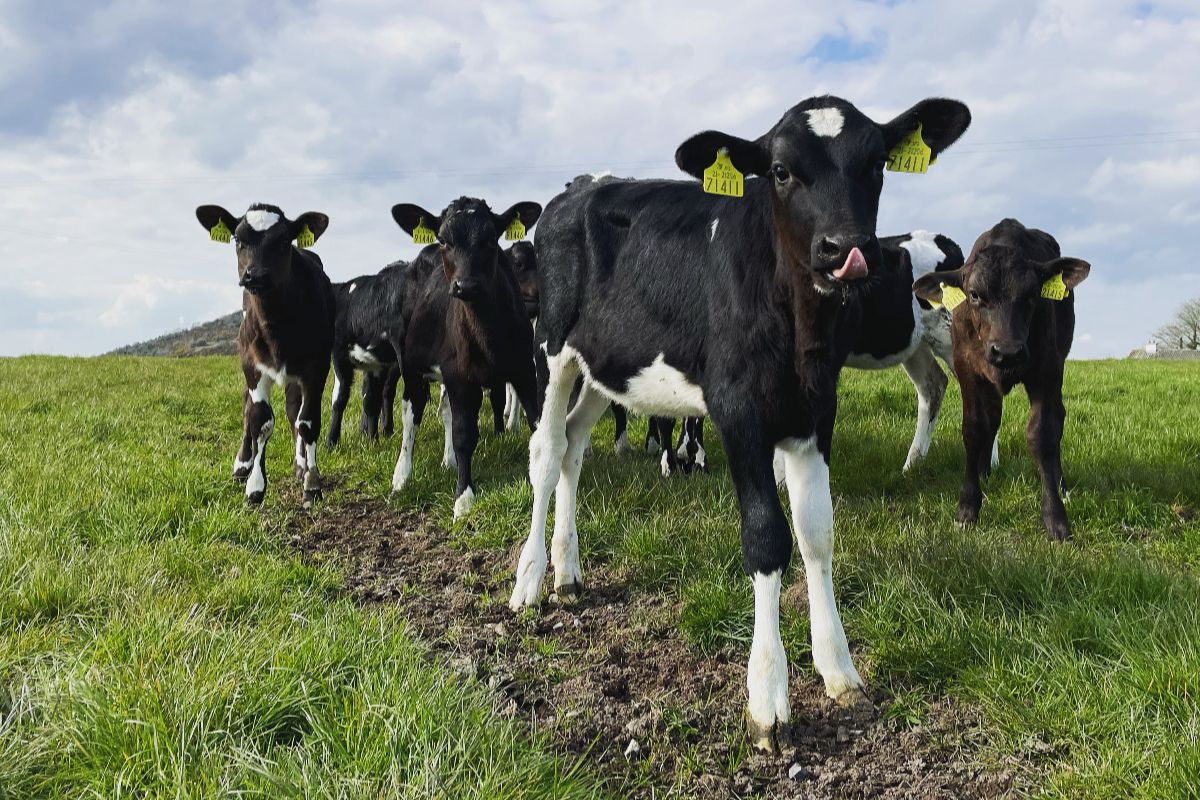 dairy heifers, dairy cows, farming news, raw milk Ireand