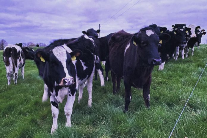 dairy heifers, dairy replacements, Friesians,