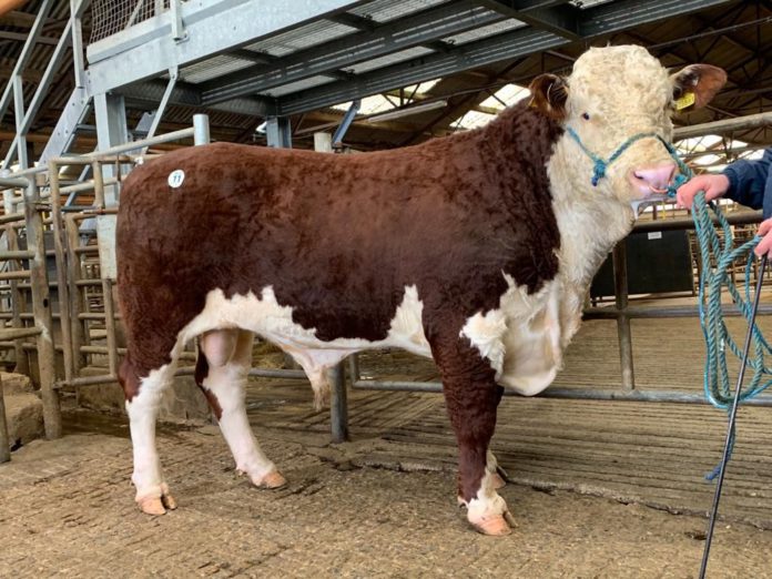 Lot 11 Kye Morgan 883, Hereford cattle, bull prices