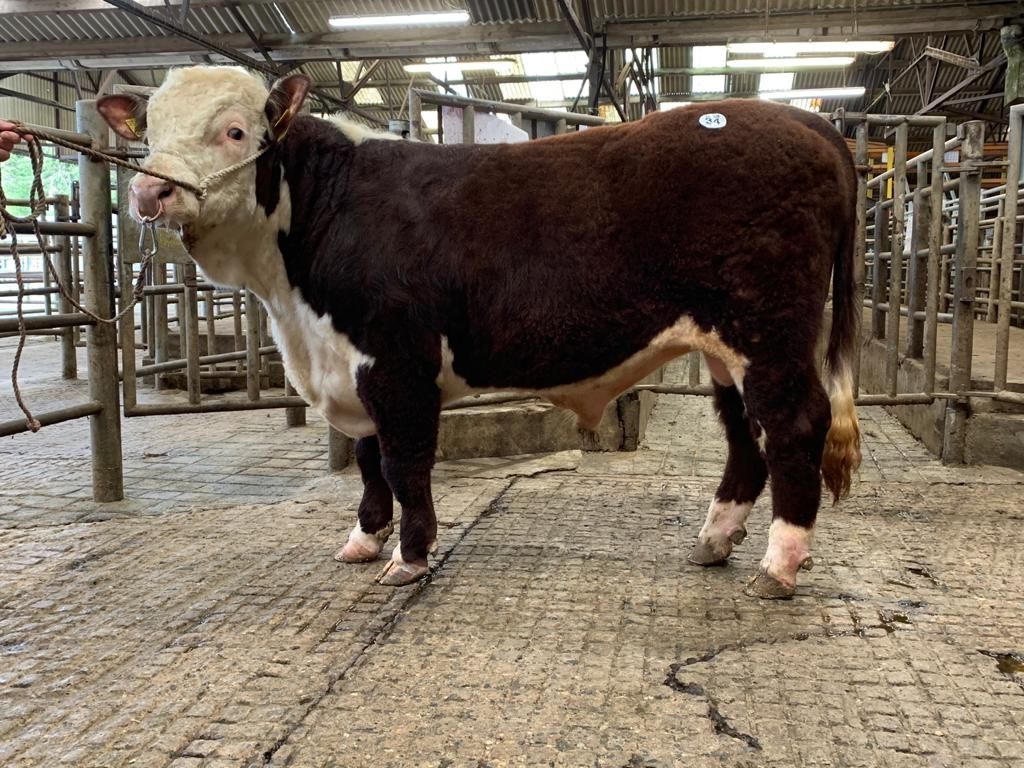 Lot 34 Aliehs Harry 6 sold for 2700, Hereford cattle,