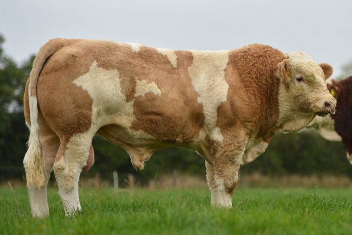 Simmental cattle, Irish Simmental cattle society,