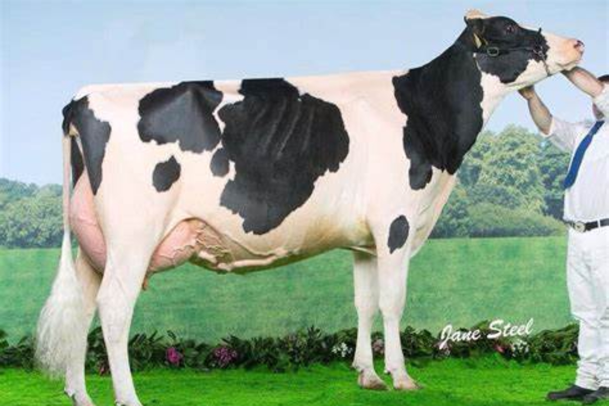 Ards Holsteins, Holstein cows