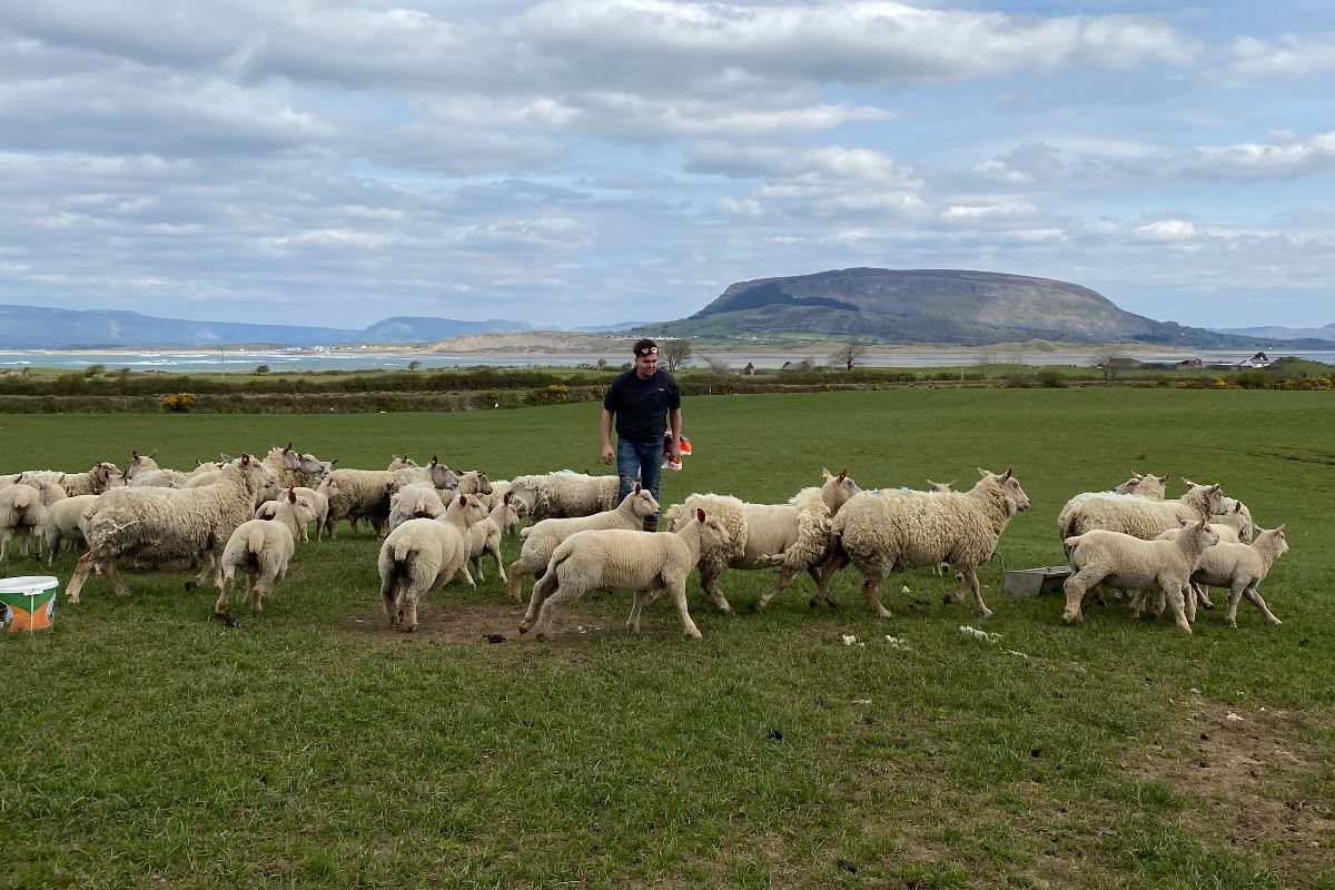 Michael Farrell, sheep, sheep farming, sheep farmer