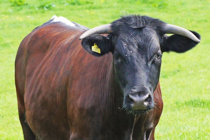 Gloucester cattle, rare breeds