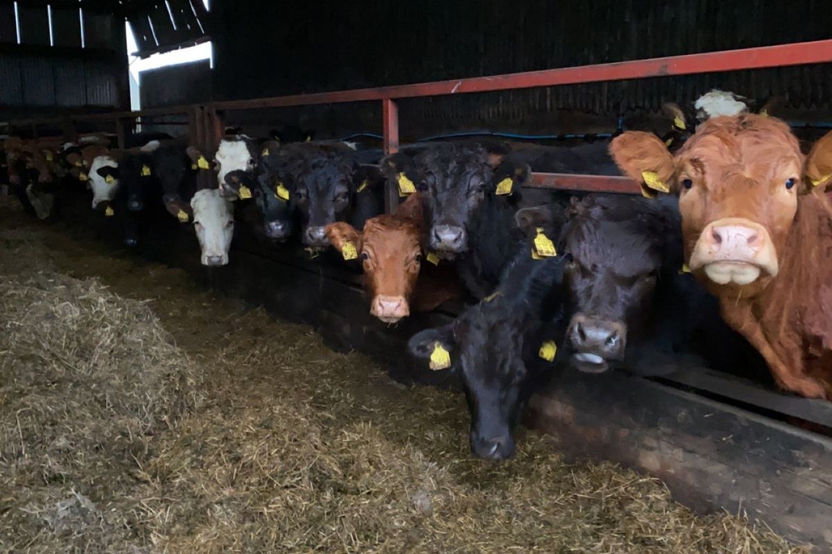 beef cattle, beef prices, beef farming, Limousin, Angus, Simmental cattle,