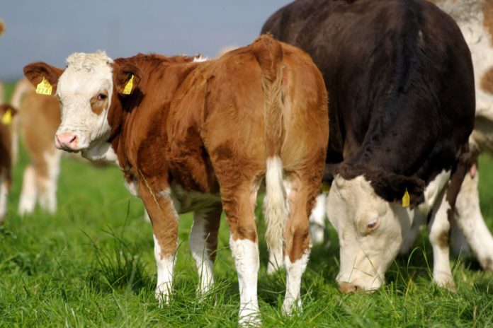 Simmental heifer, Simmental cattle, suckler farming