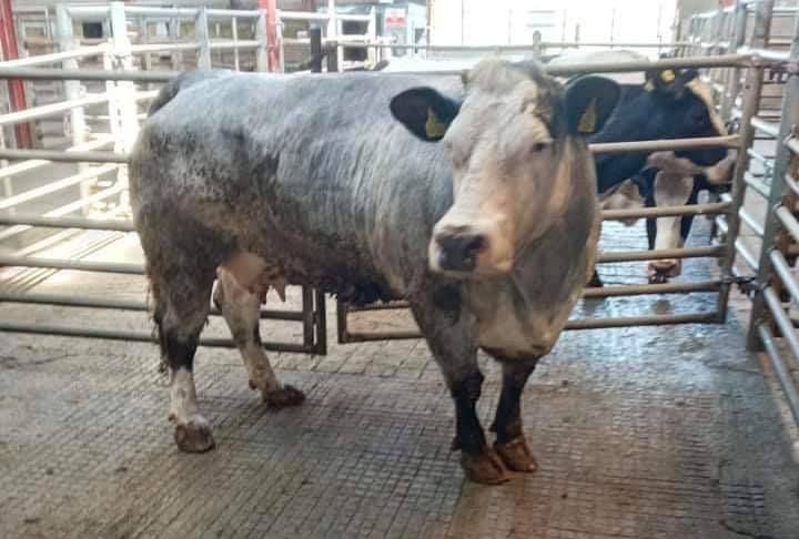 Raphoe Mart, cattle prices, beef prices, mart reports, mart prices