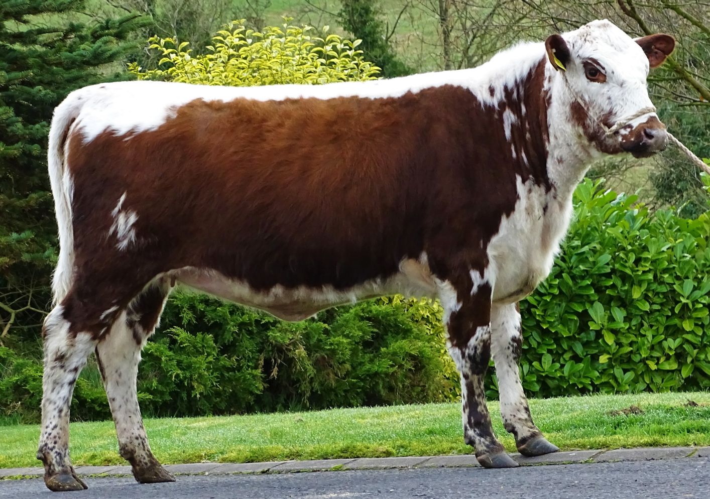 Irish Moiled cattle, farming news, beef prices, 