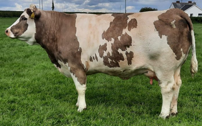 Simmental cow, Simmental cattle, farming news, cattle for sale