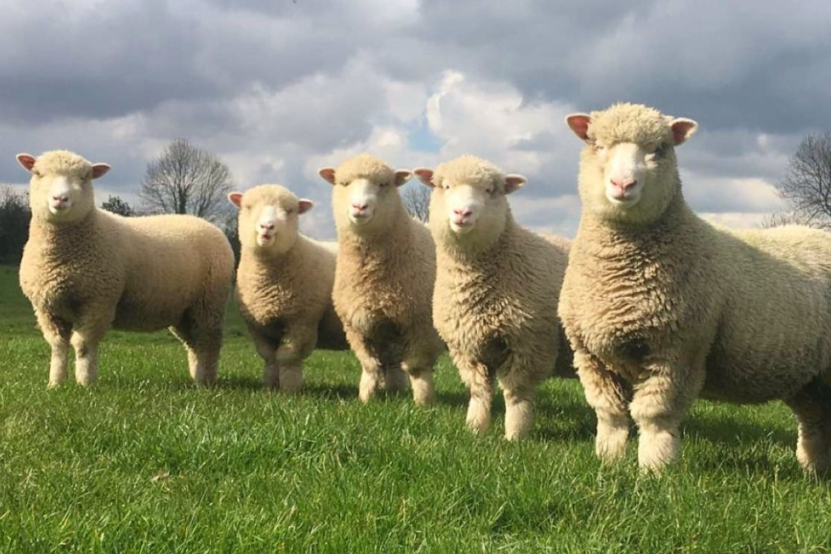 Dorset sheep, sheep farming, sheep farmers,