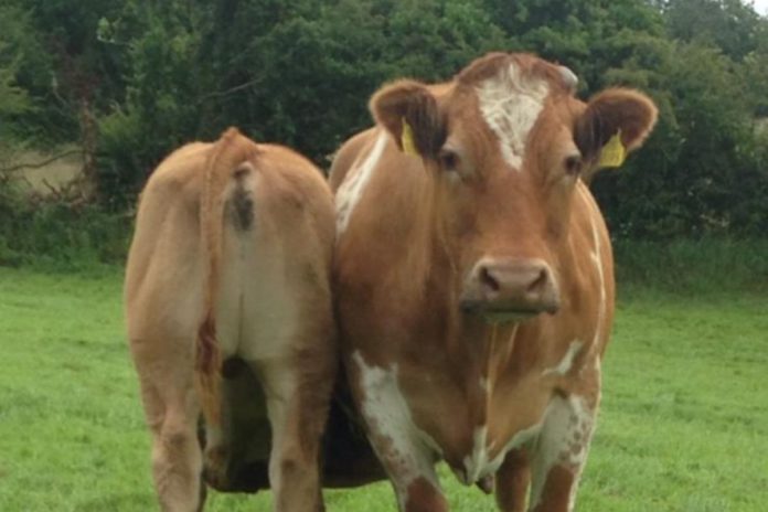 Limousin cattle, suckler farming, suckler cows