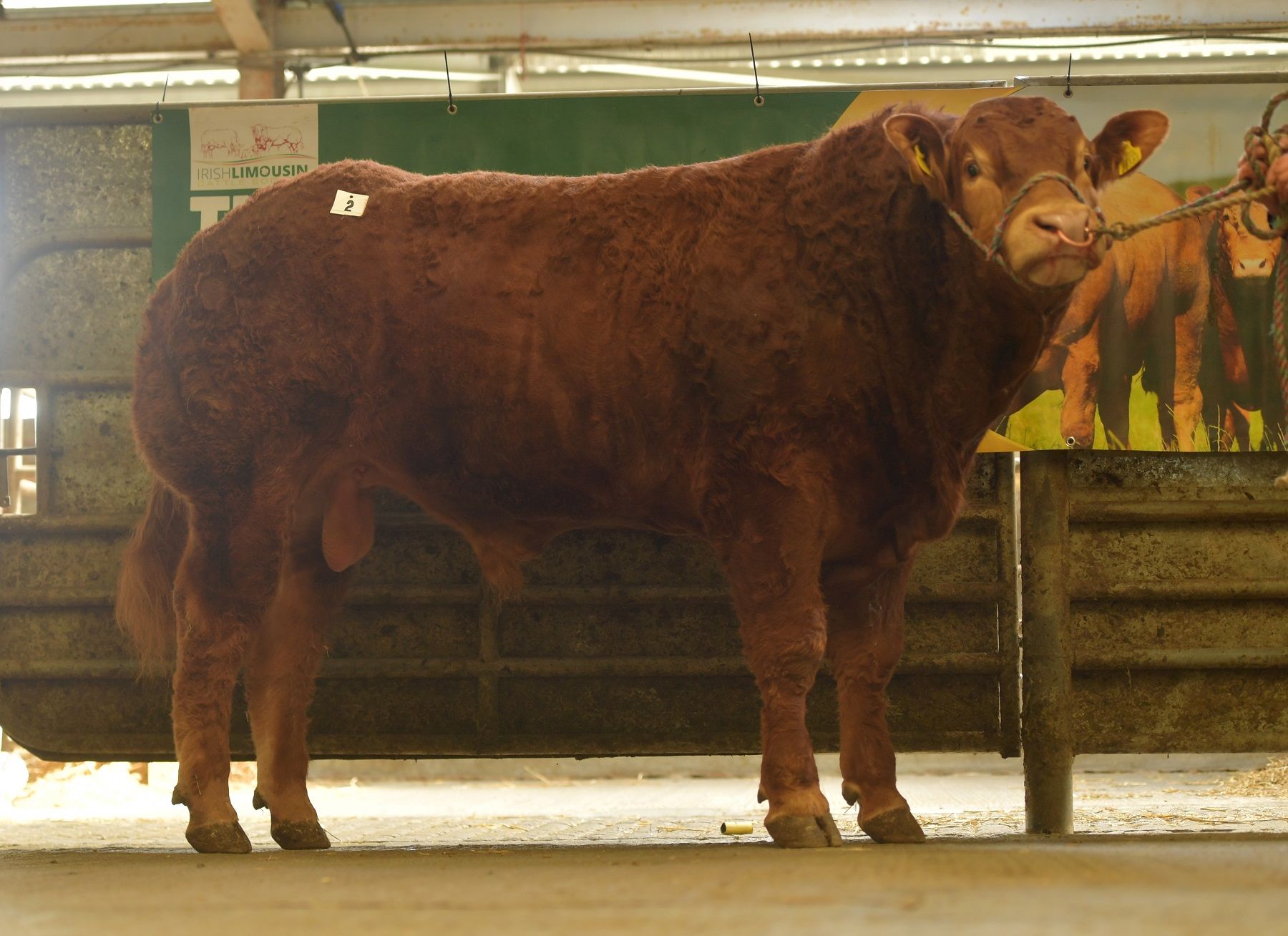Rutland Pablo, Limousin cattle