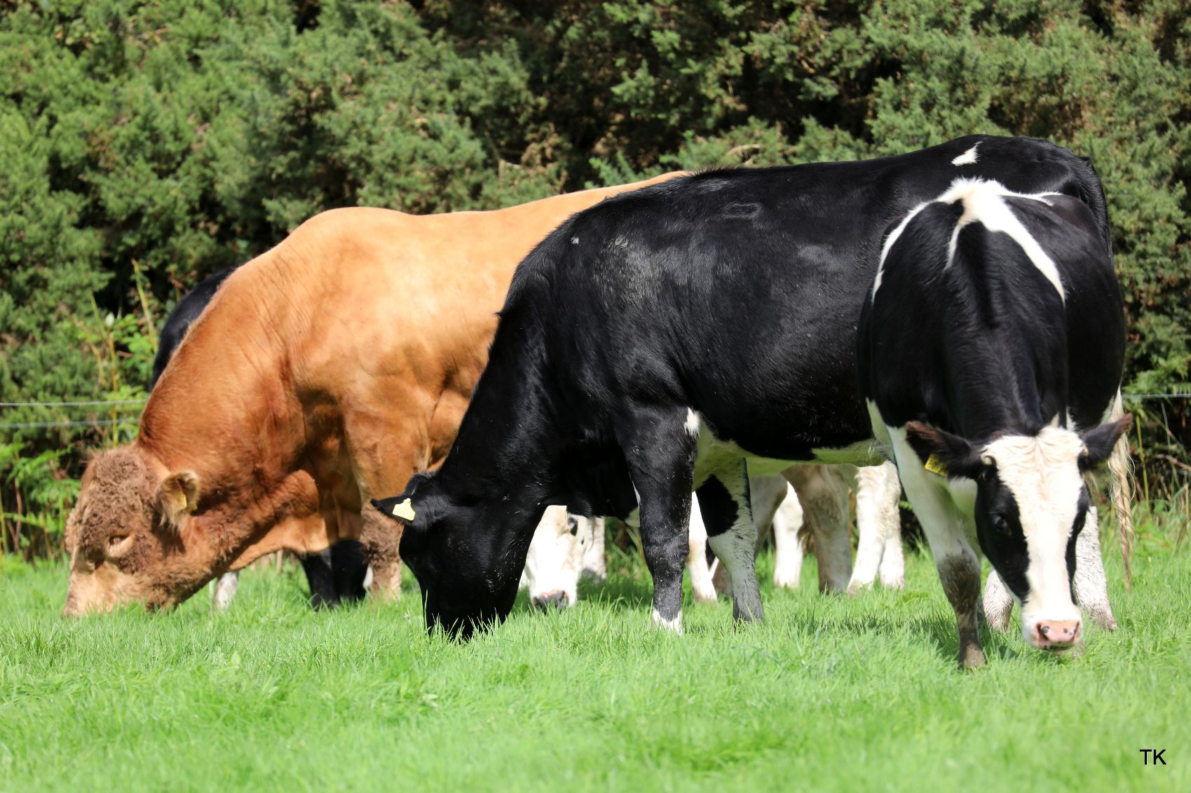 Limousin Cattle, Irish Limousin Cattle Society, farming news, dairy farming, suckler farming, dairy news