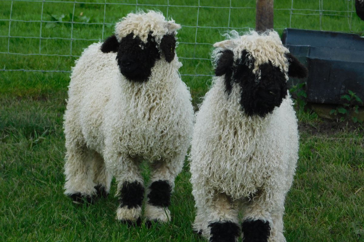 sheep farming, sheep farmer, women in ag, Valais Blacknose