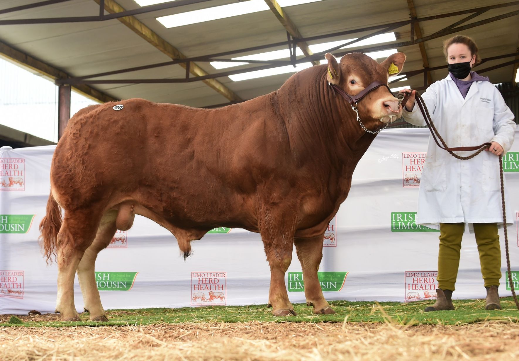 Limousin cattle, farming news, mart prices, mart reports,