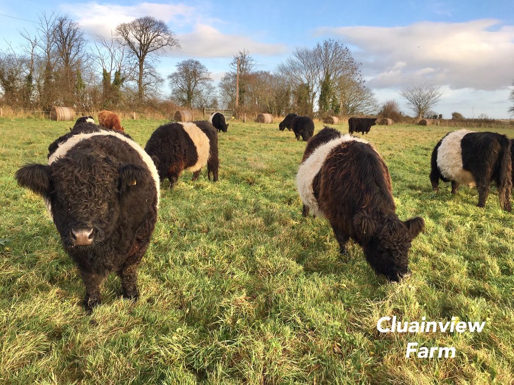 Cluainview Farm, regenerative farming system, Belted Galway, Kilkenny, farming news