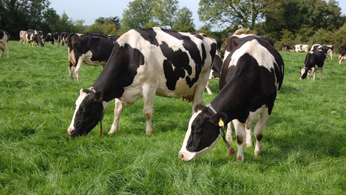reseeding, grassland management, dairy farming