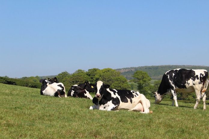 Holstein Friesians, dairy farming, dairy news