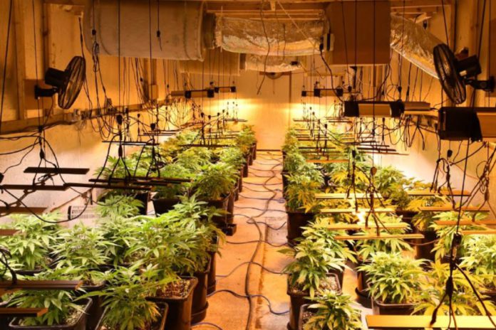 cannabis, farming news,