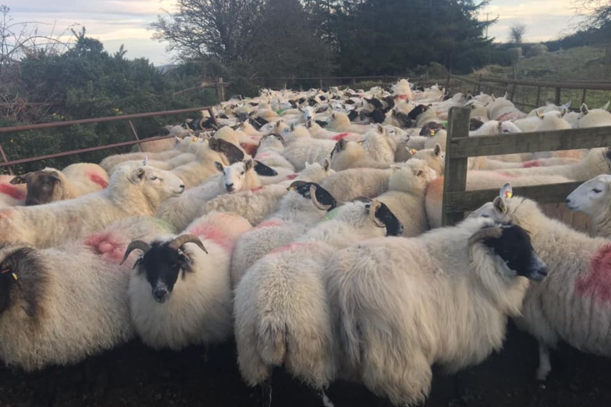 Adam Sharkey, farming news, sheep farming, sheep