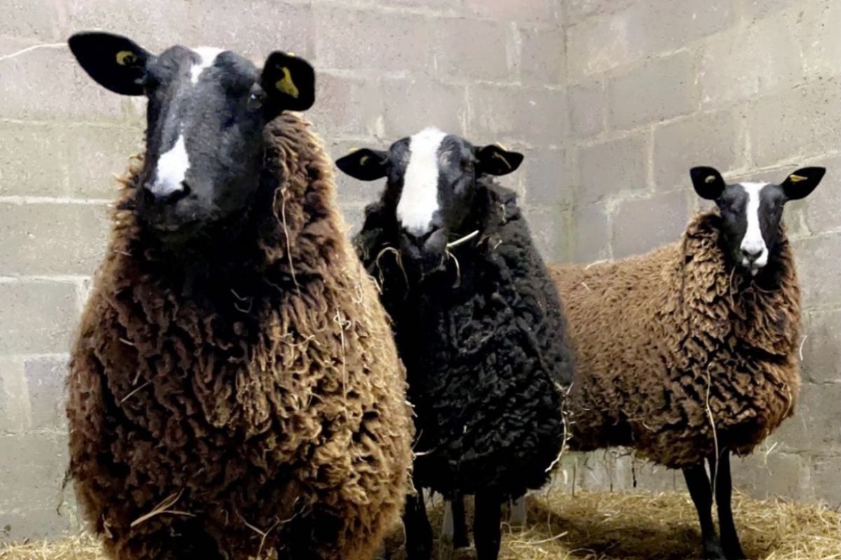 Castlecor Zwartbles, farming news, sheep, sheep farming, sheep farmers, Zwartbles, Zwartbles sheep
