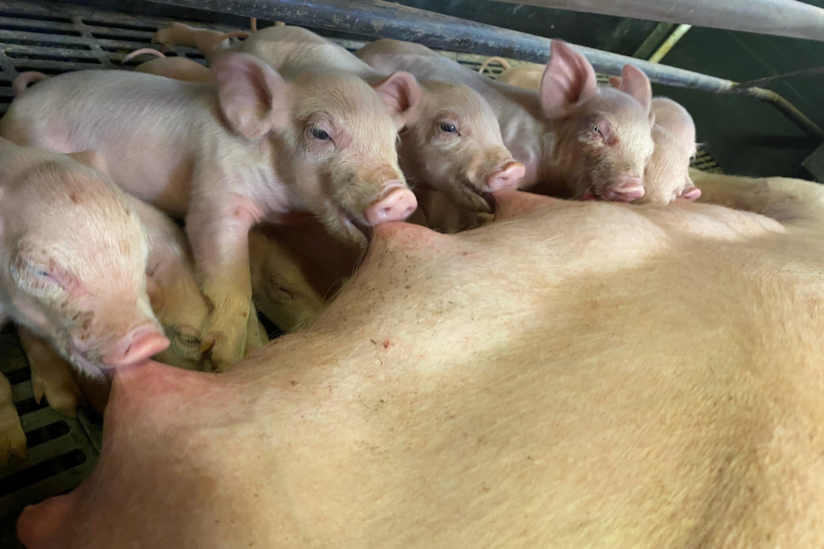pig farmer, pig farming, pigs, agri careers, Cavan, farming news