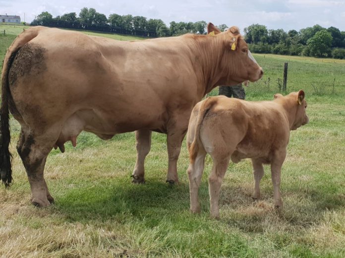 Limousin cattle, farming news, cattle prices, beef prices