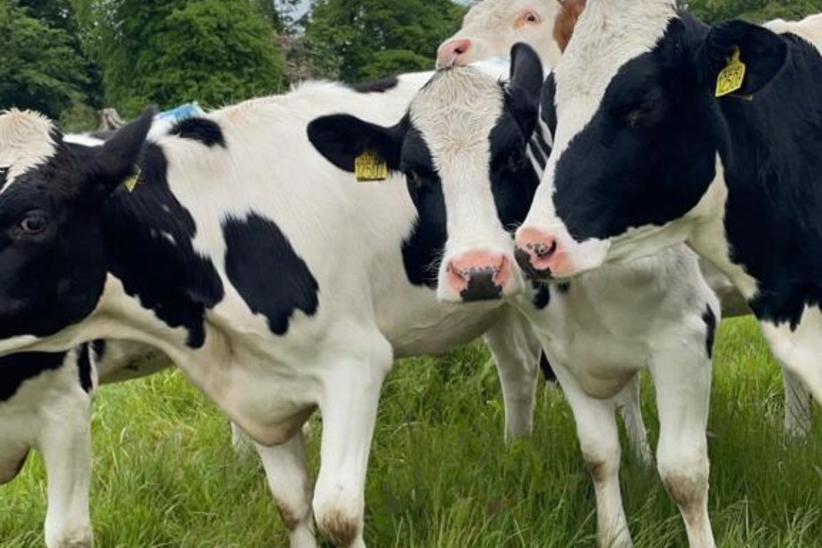 Dairystock Services, dairy farming, dairy news, dairy farmers, Dairystock Services