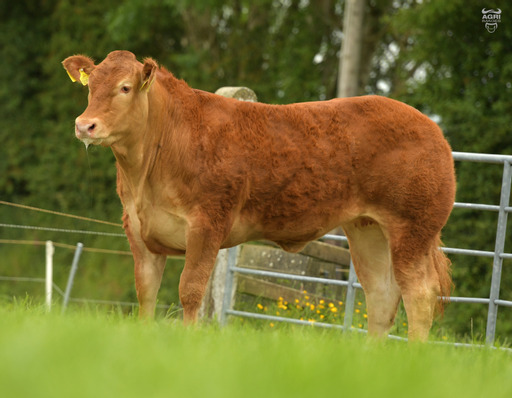 Limousin cattle, suckler farming, sucklers