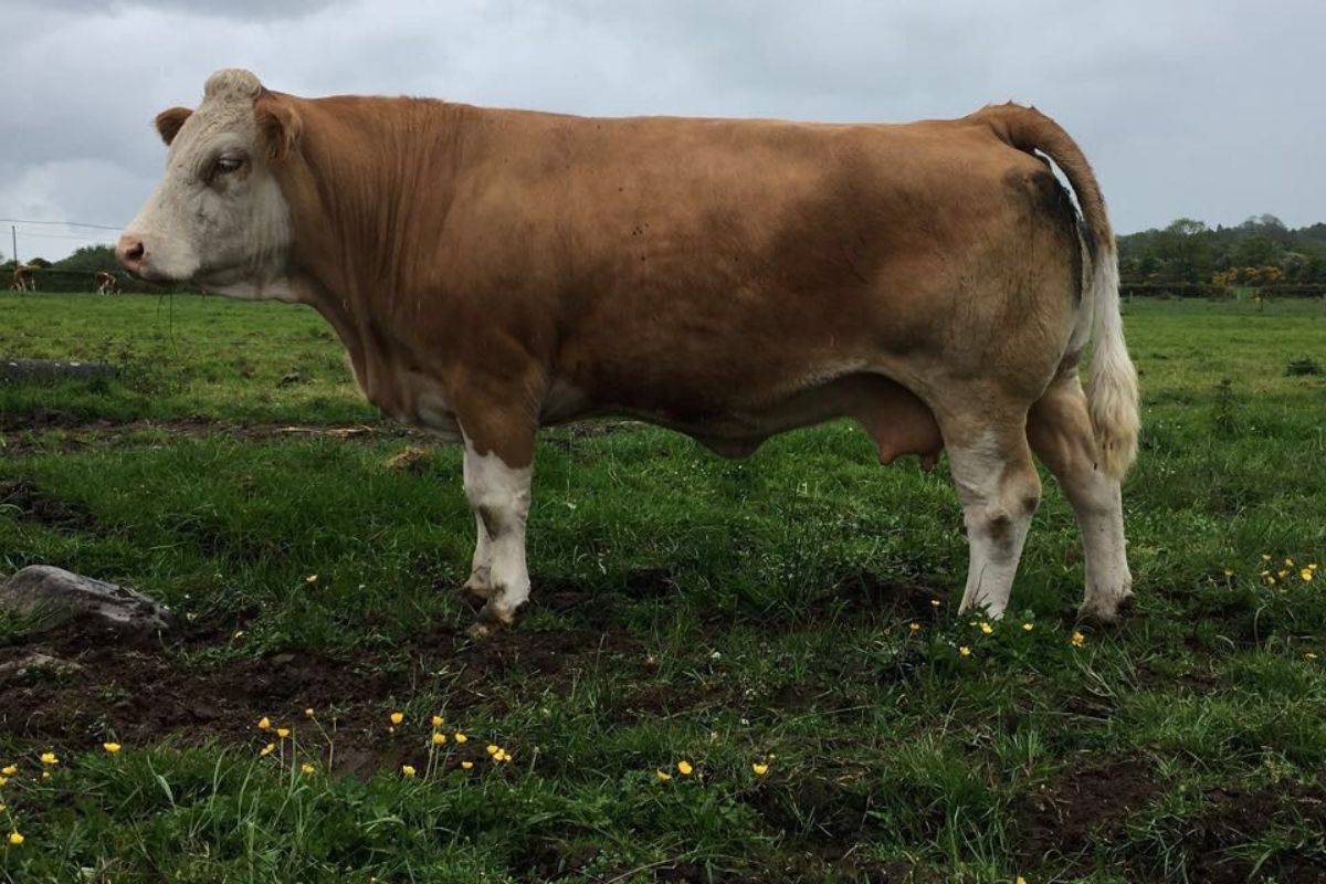 Simmental cattle, farming news, Irish Simmental Cattle Society 