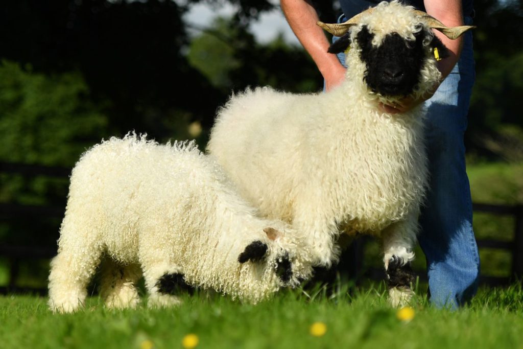 Beattie's Valais Blacknose, sheep prices, sheep farmers, sheep farming