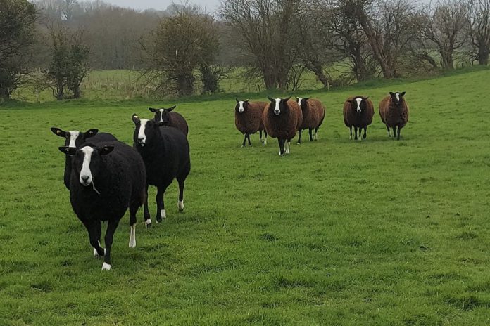 Irish Zwartbles Sheep Association, sheep, sheep farming, sheep farmers, farming news
