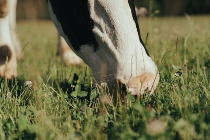 dairy cows, dairy farming, dairy farmers, milk prices, farming news
