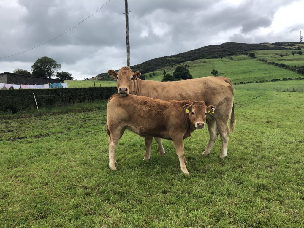 Women in ag: Limousin and Hereford breeder, Annie Brady, Cavan, graduated from DkIT/ Ballyhaise Agricultural College and is an FRS employee.