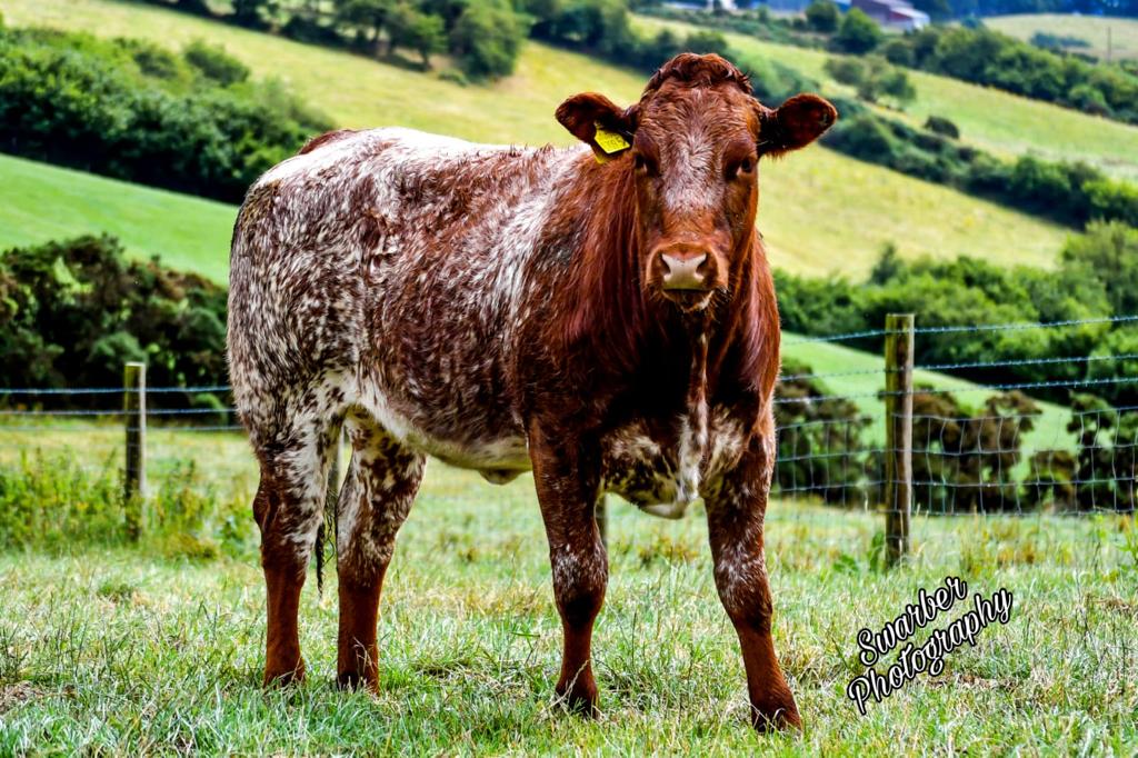 Brackenhill Farm, cattle for sale, Northern Ireland, farming news